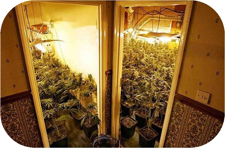 The State of Florida is number 1 in illegal marijuana grow houses.  Grow houses can cause chemical damage as well as water damage, infrastructural changes, mold, spalling (of concrete) and explosions are also very common. The cost of repair is extensive and time consuming. Having an experienced public adjuster has proven to be beneficial for a policyholder for obtaining higher settlements from their insurance companies